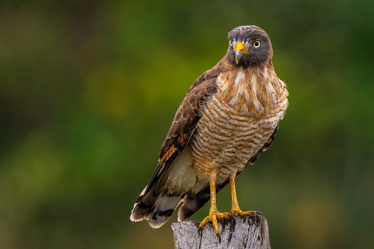 114 Zuid Pantanal, wegbuizerd.jpg